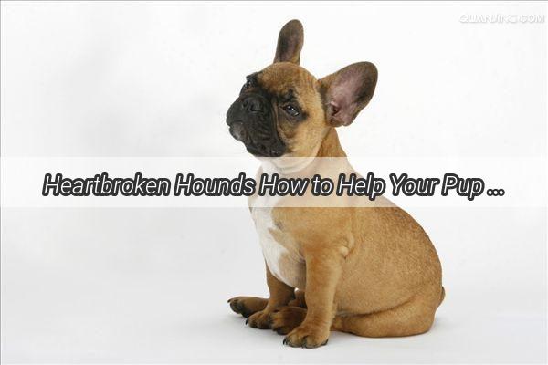 Heartbroken Hounds How to Help Your Pup Feel Better After a Rude Reprimand